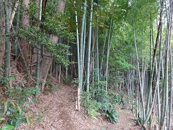 Image 17: 20230501nagaura-takeyabu.jpg