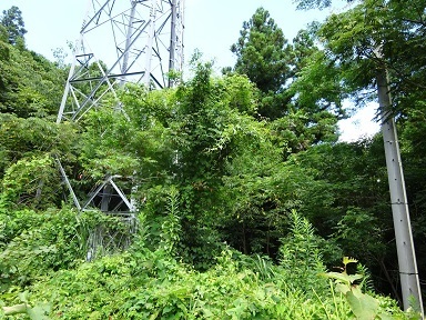 hbc-kusa.jpg