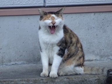 20230903nagayama-cat.jpg