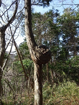 20240317gezan-banshojiyama.jpg