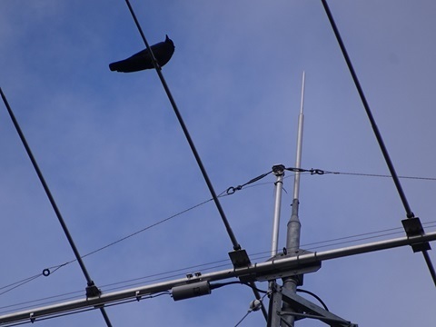 Image 24: 29241109crow.jpg