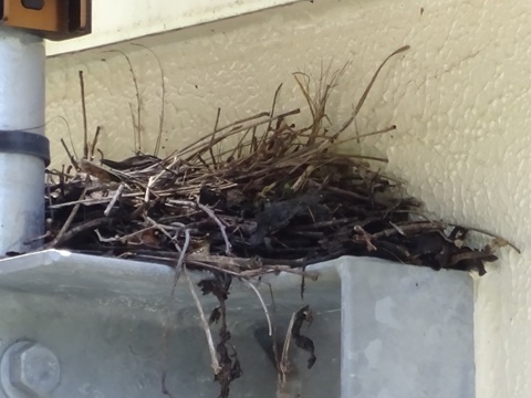 Image 36: 20250601gps-nest.jpg
