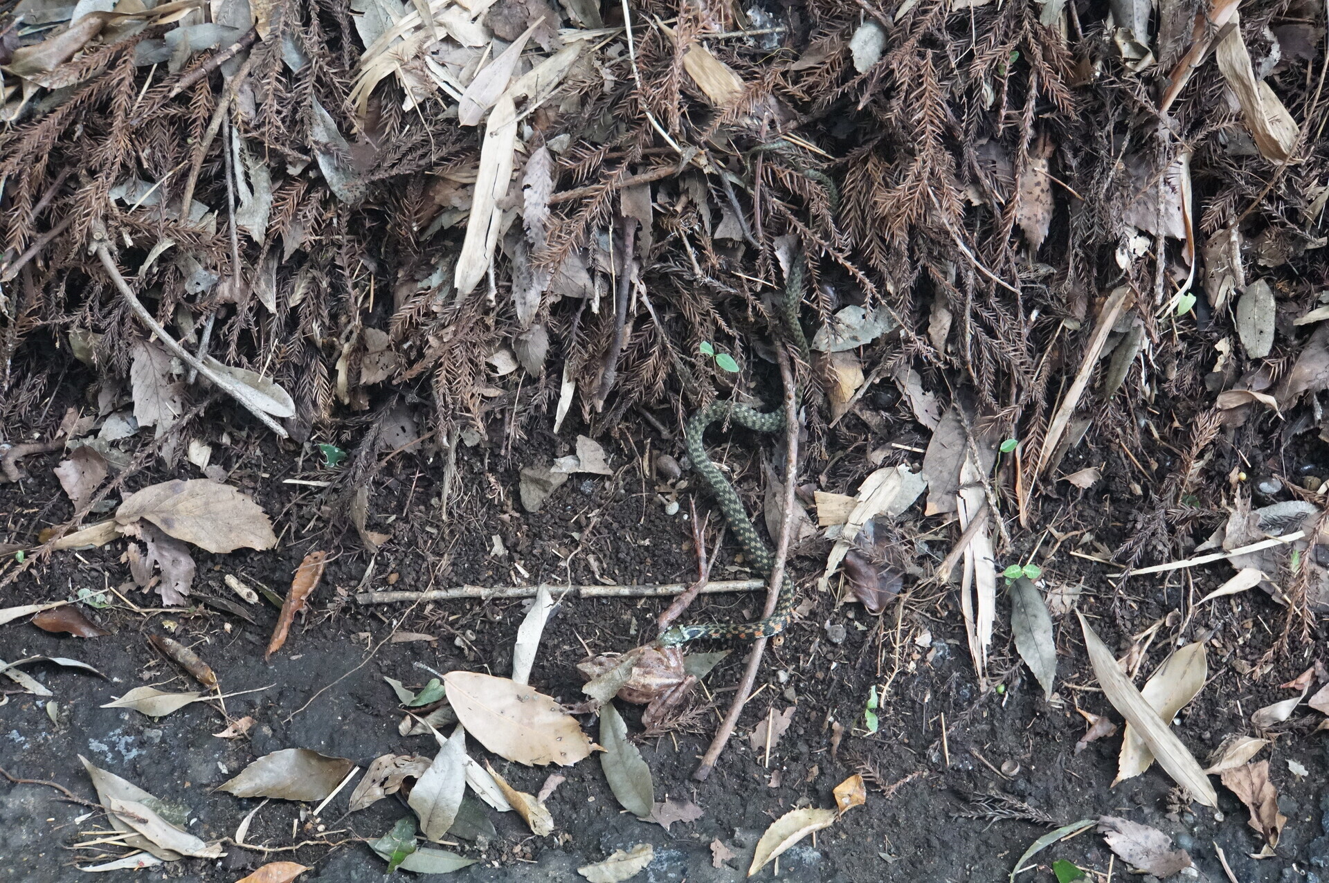 Image 73: 20260809kaeri-snake_vs_frog.jpg